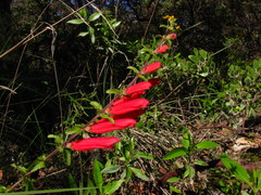 Lamourouxia rhinanthifolia