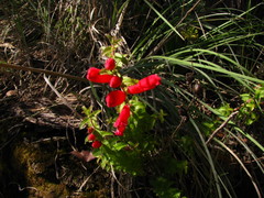 Lamourouxia rhinanthifolia
