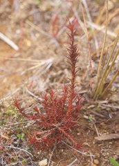 Dracophyllum recurvum
