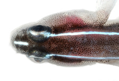 Linesnout Goby photo 3