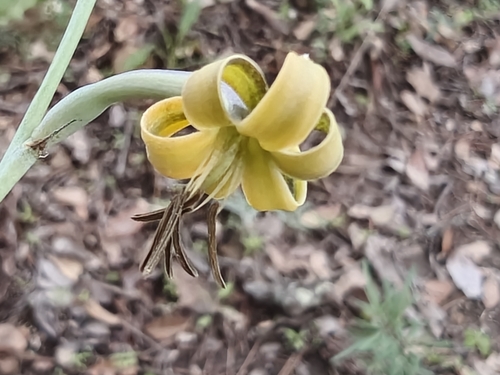 Agave singuliflora