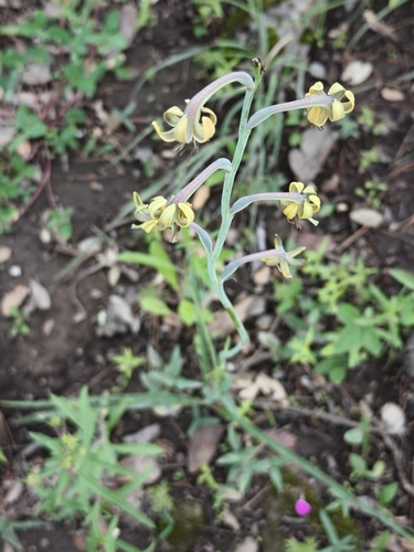 Agave singuliflora