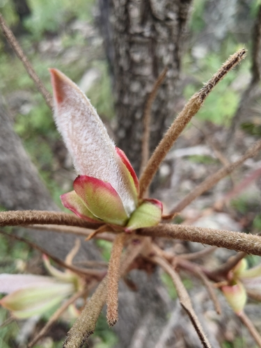 Arbutus madrensis (Arbutus madrensis)