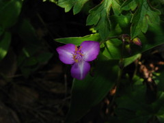 Tradescantia sillamontana