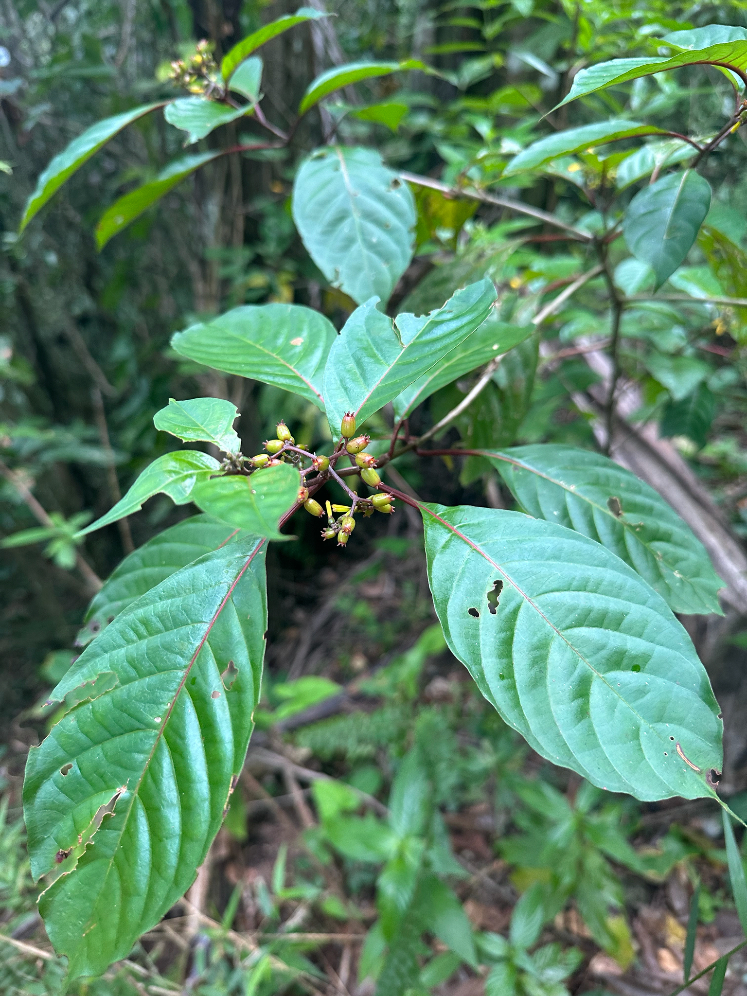Hamelia axillaris (Balsamillo)