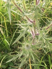 Cirsium vulgare