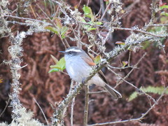 Ochthoeca leucophrys