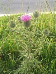 Cirsium vulgare