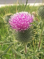 Cirsium vulgare