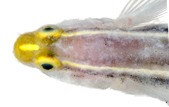 Yellowprow Goby photo 5