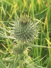 Cirsium vulgare