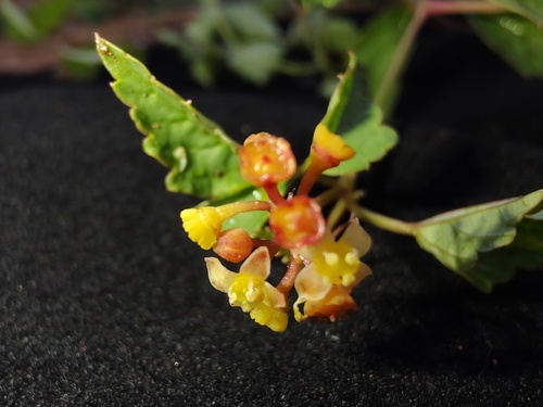 Cayratia cardiospermoides