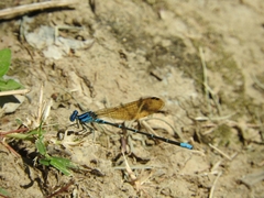 Argia rhoadsi