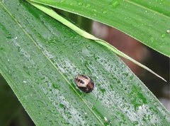 Cheilomenes sexmaculata