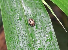 Cheilomenes sexmaculata