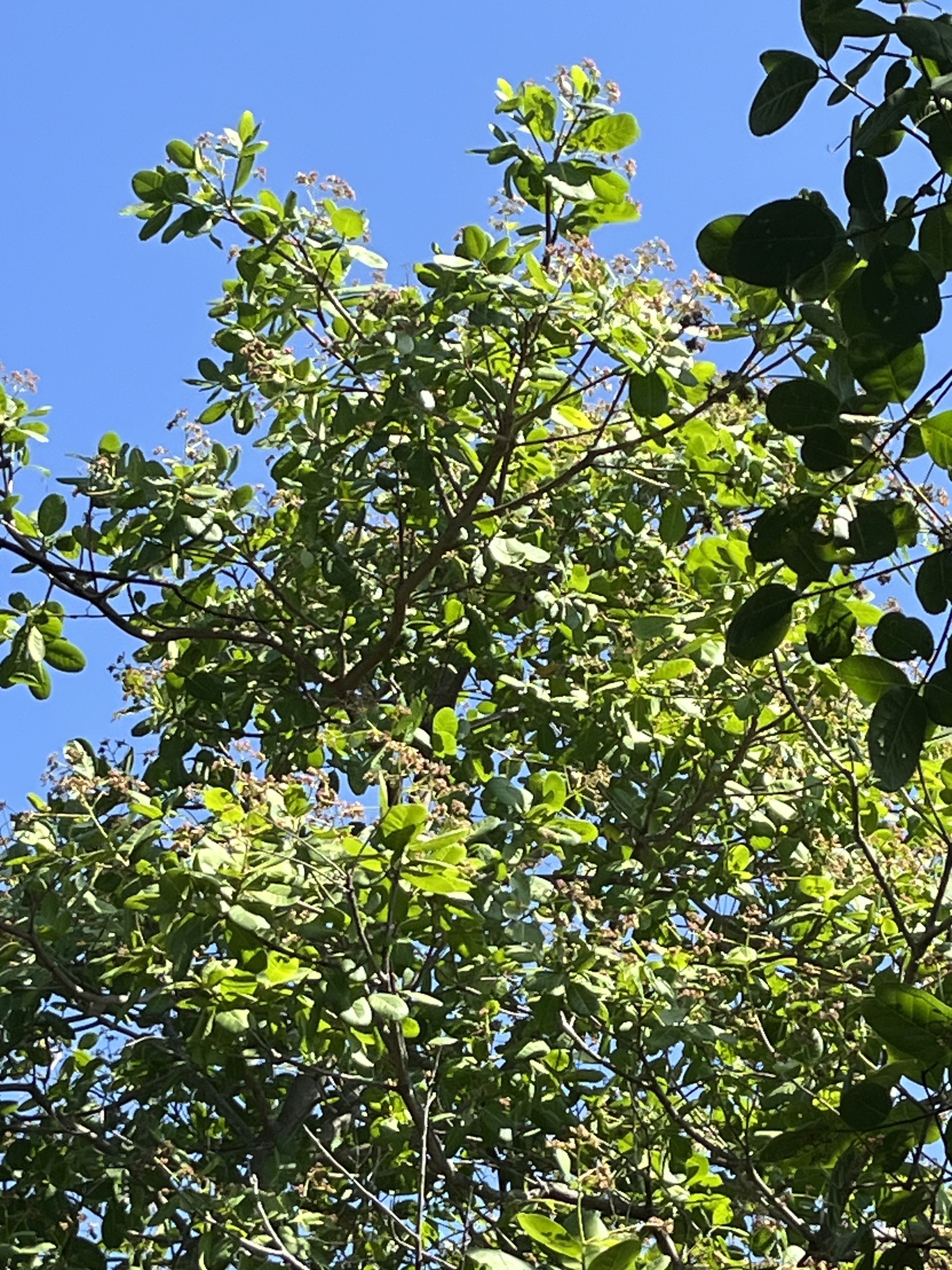 Anacardium occidentale