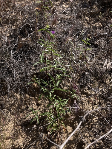 Gerry's Curly-leaved Monardella (Monardella sinuata)