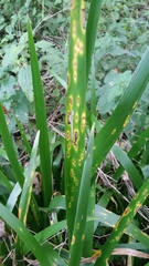 Puccinia iridis