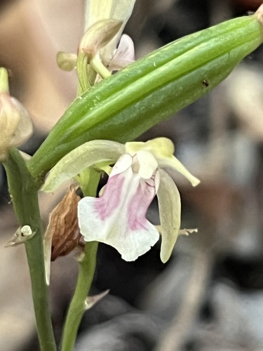 Monk Orchid