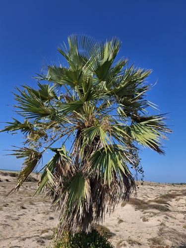 Carnauba wax palm (Copernicia prunifera)