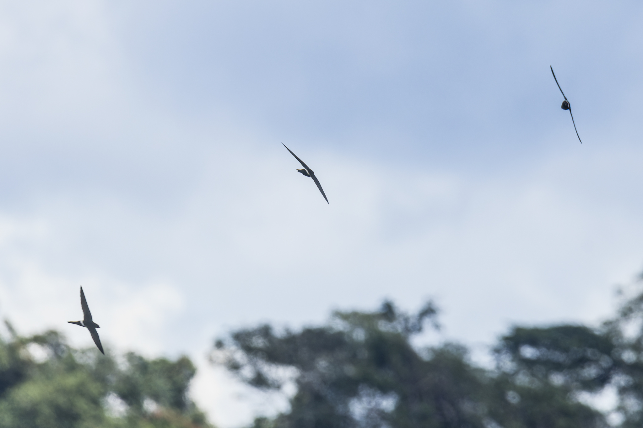 Fork-tailed Swift