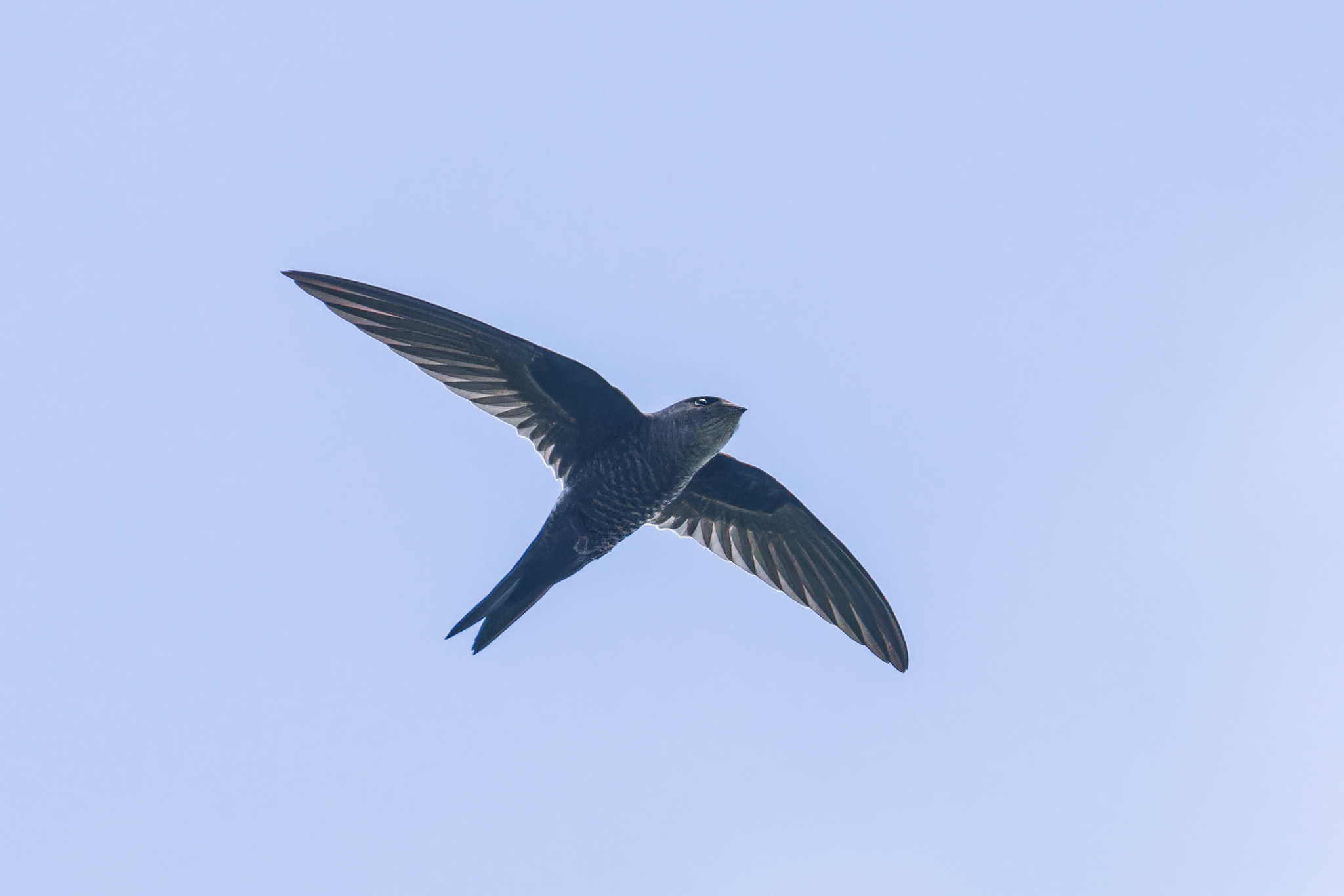 Fork-tailed Swift