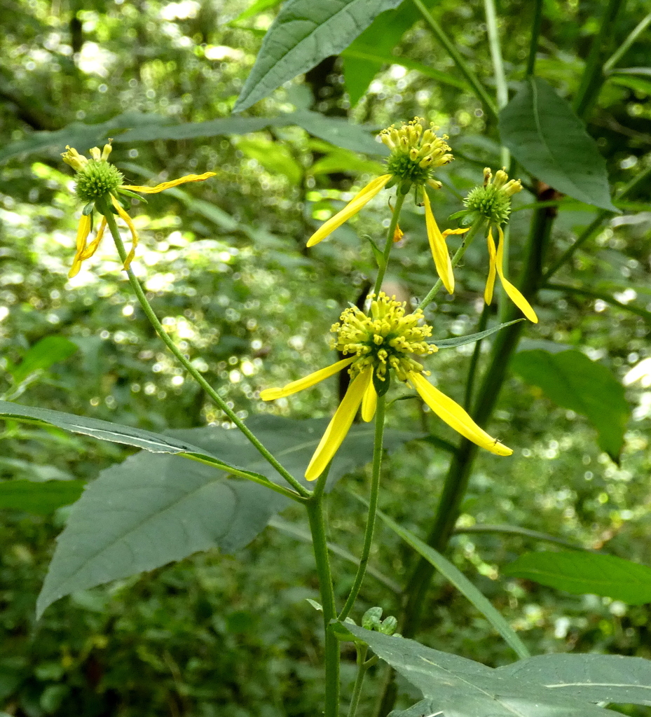 Wingstem Dead Wingstem from Burke, VA, USA on August 12, 2025 at 02:47 PM by peggyo ...