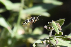 Ancistrocerus bustamente