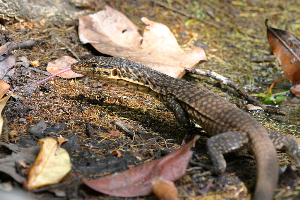 Mitchell's Water Monitor