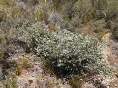 Aspalathus barbigera