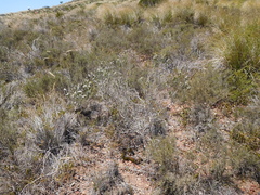 Aspalathus barbigera