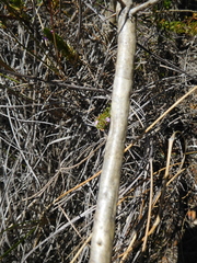 Aspalathus barbigera