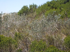 Aspalathus barbigera