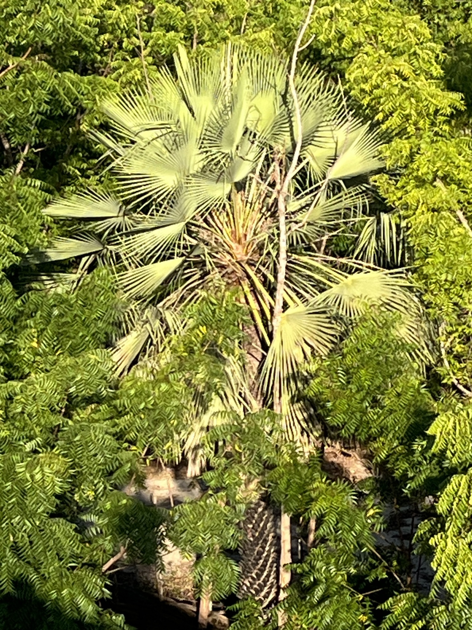 Copernicia prunifera