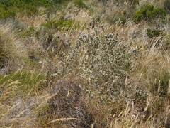 Aspalathus barbigera