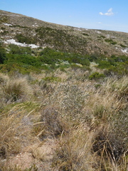 Aspalathus barbigera