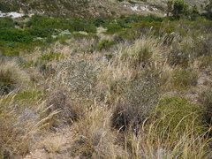 Aspalathus barbigera