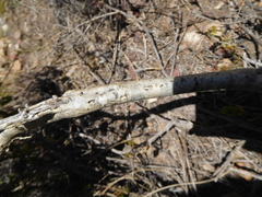 Aspalathus barbigera