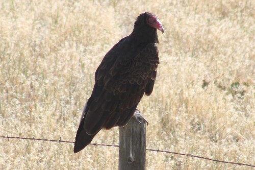 Antillean Turkey Vulture photographed in Montana