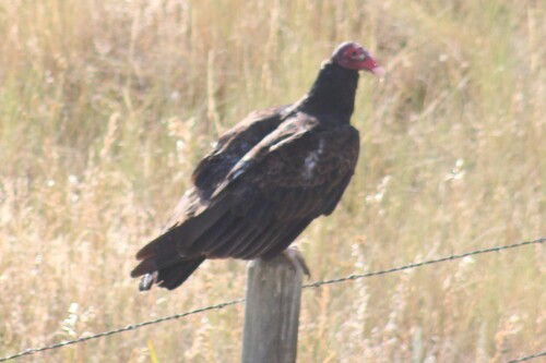 Antillean Turkey Vulture photographed in Montana
