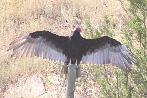 Antillean Turkey Vulture photographed in Montana