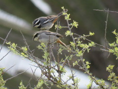 Microspingus torquatus