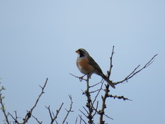 Saltatricula multicolor