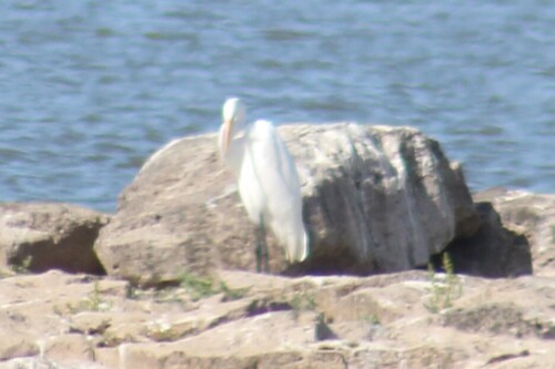American Great Egret photographed in Idaho