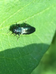 Agrilus cyanescens