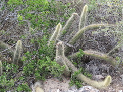 Cleistocactus baumannii