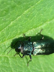 Agrilus cyanescens