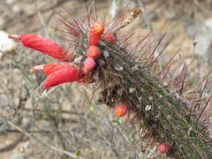 Cleistocactus baumannii