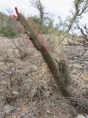 Cleistocactus baumannii