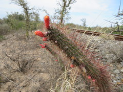 Cleistocactus baumannii
